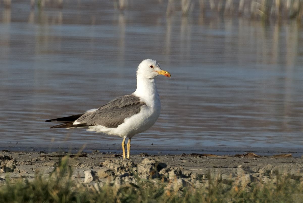 Armenian Gull