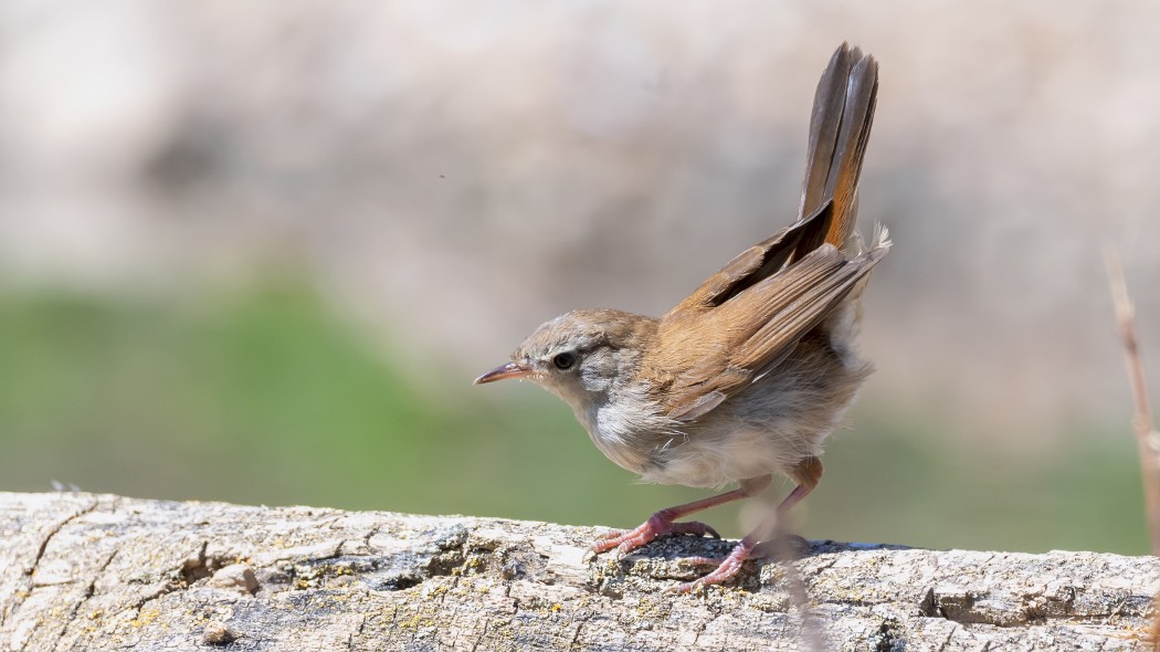 Cetti`s Warbler