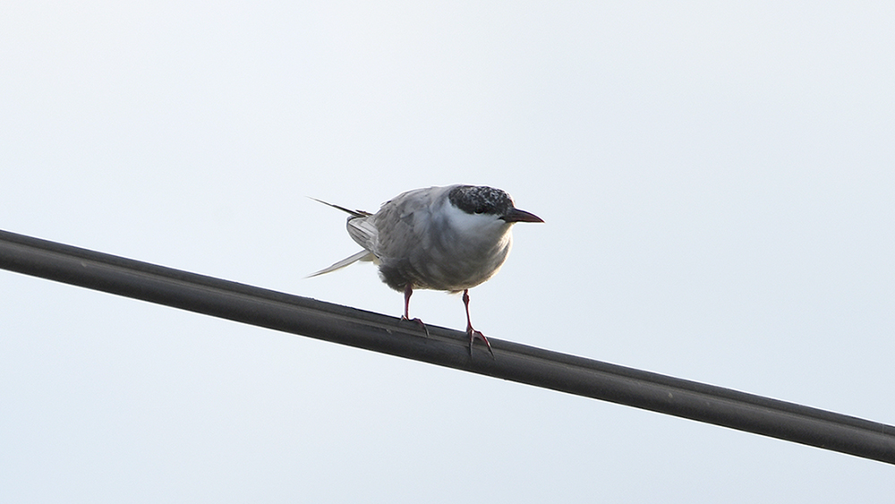 Whiskered Tern