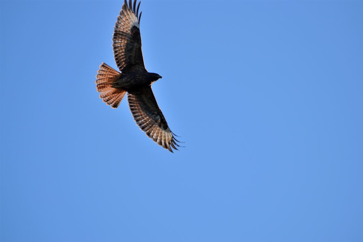 Common Buzzard
