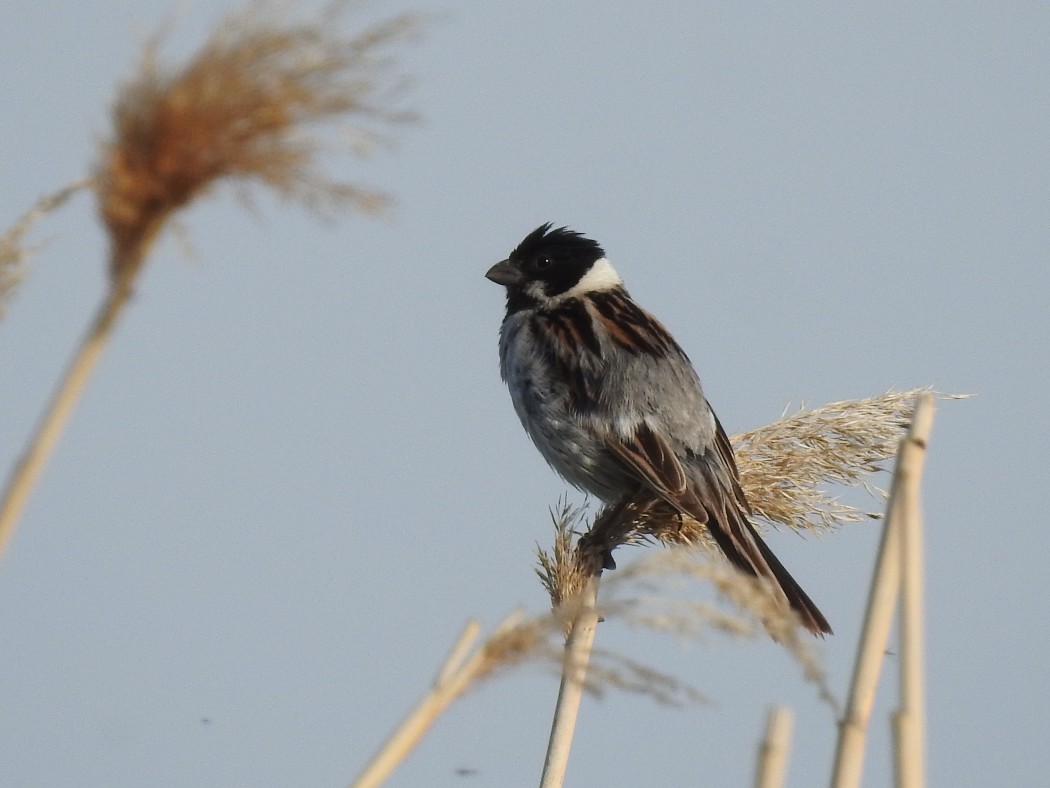 Common Reed Bunting