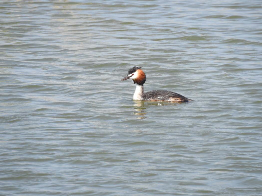 Great Crested Grebe