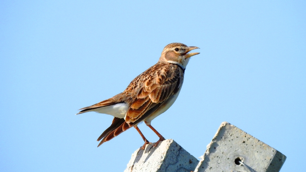 Calandra Lark