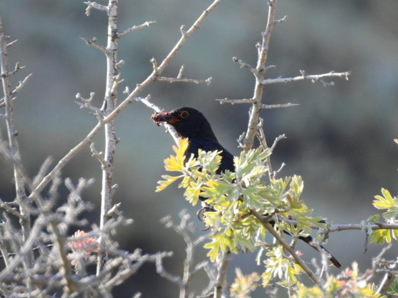 Common Blackbird
