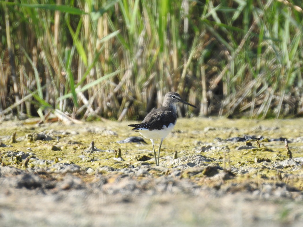 Green Sandpiper