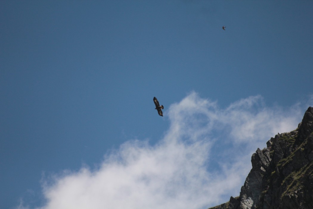 Golden Eagle