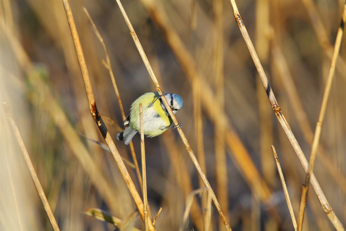 Eurasian Blue Tit