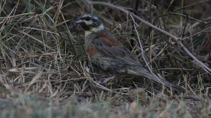 Cirl Bunting
