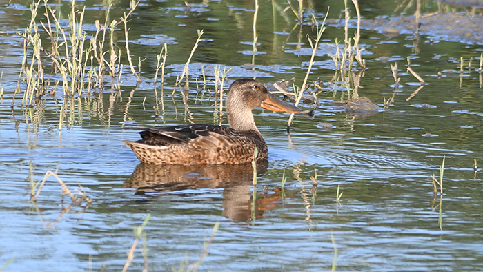 Northern Shoveler