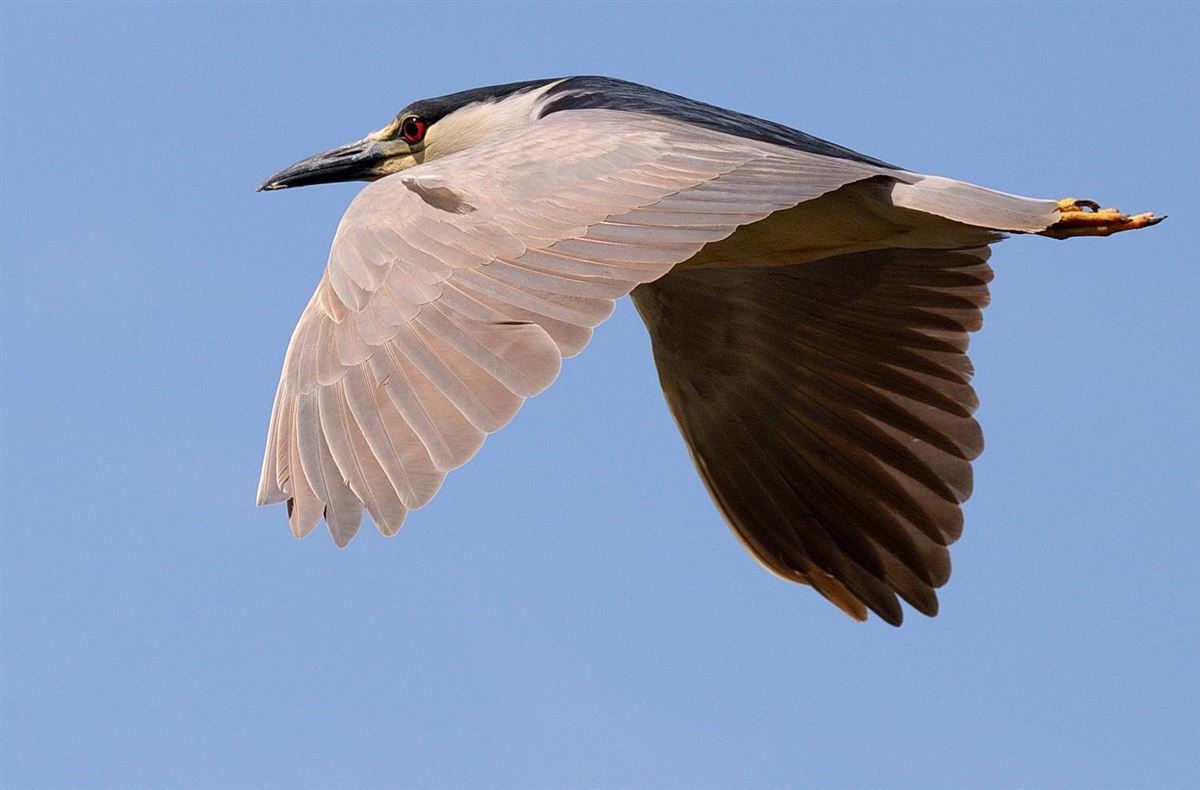 Black-crowned Night Heron