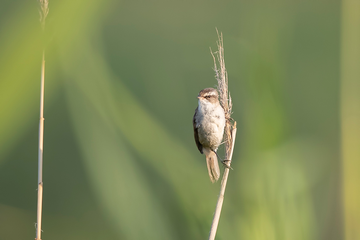 Paddyfield Warbler