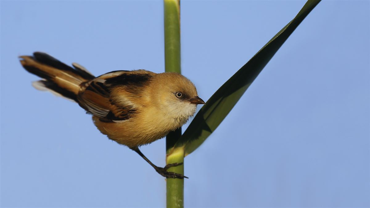 Bearded Reedling