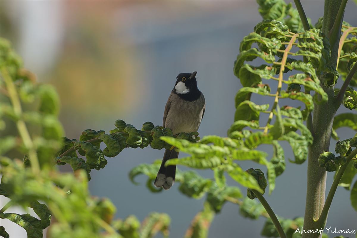 White-eared Bulbul
