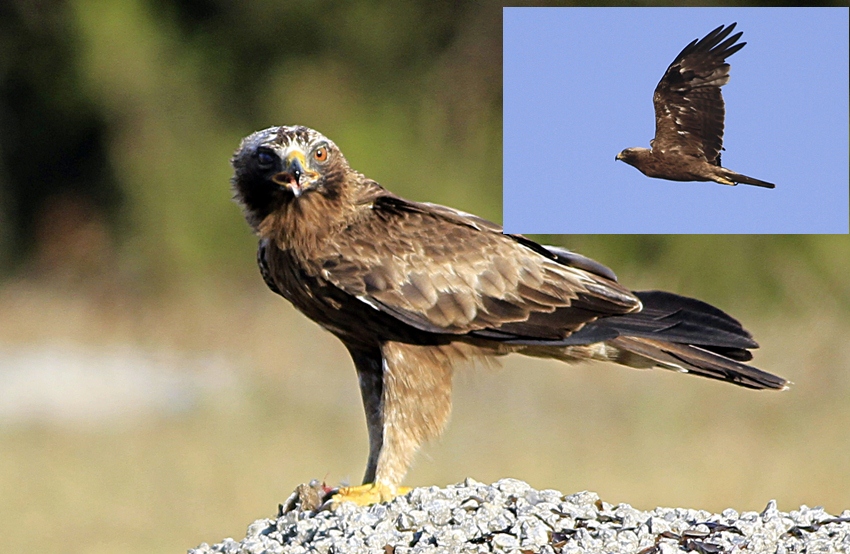 Booted Eagle