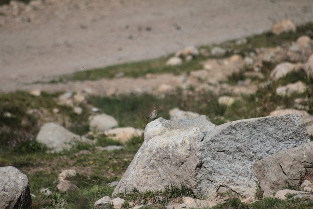 Twite