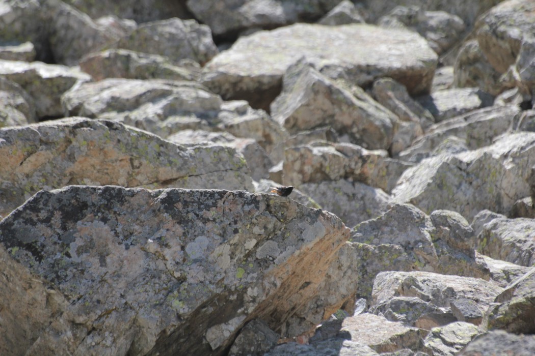 Black Redstart