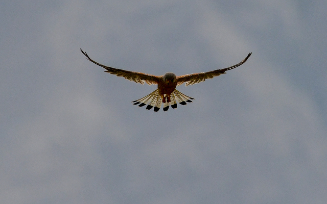 Common Kestrel