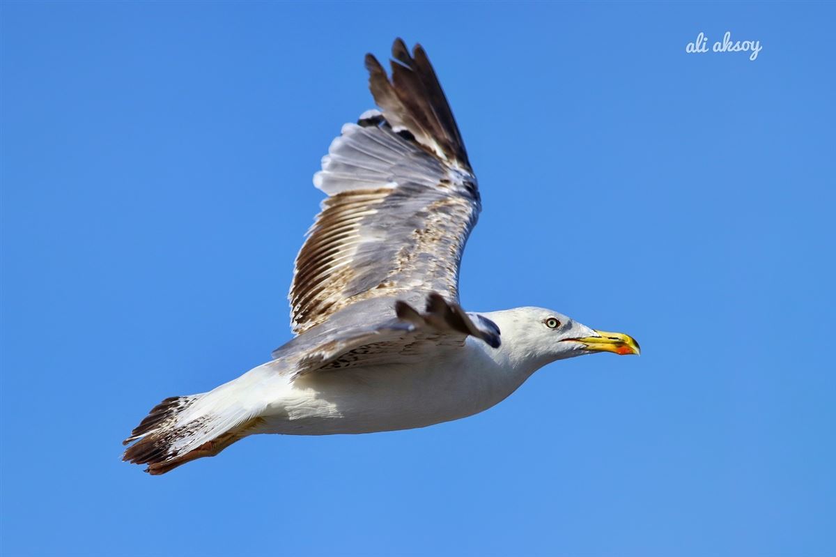 Yellow-legged Gull