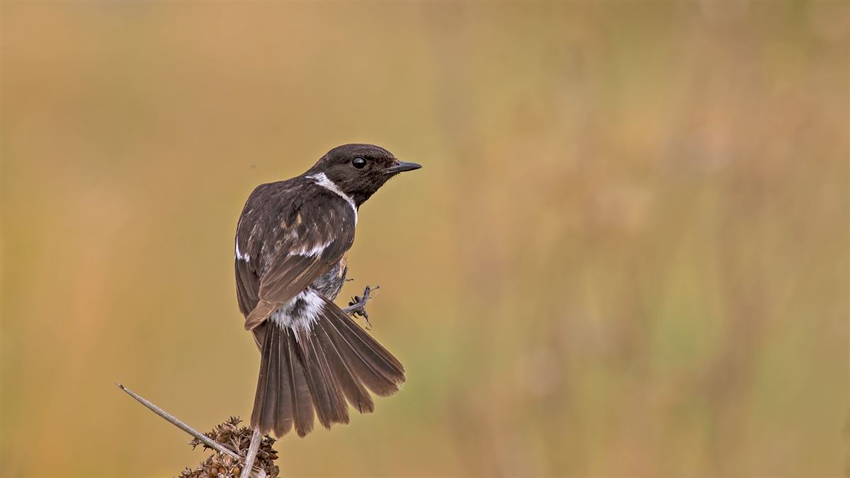 European Stonechat