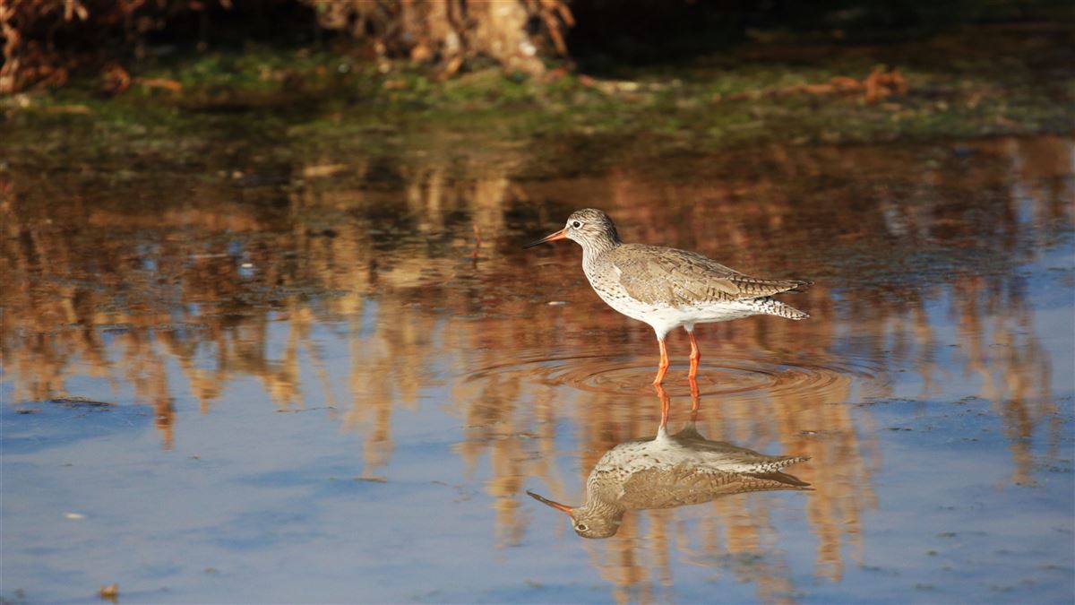 Common Redshank