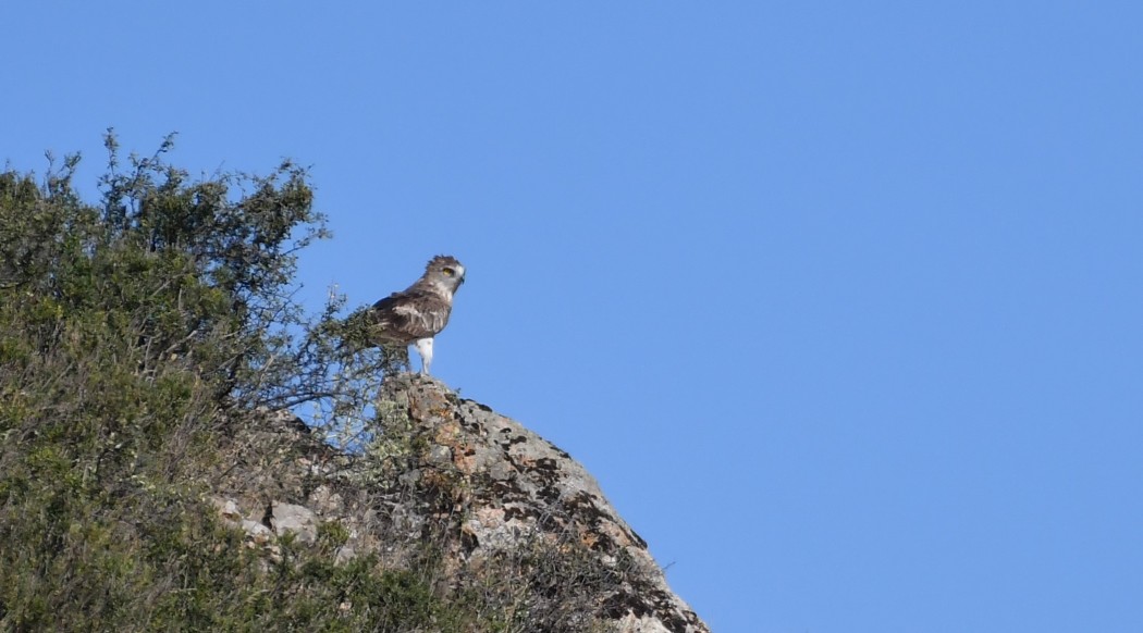 Short-toed Snake Eagle