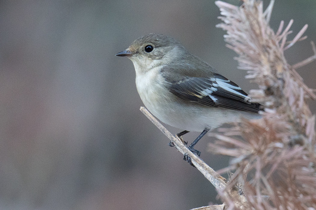 Collared Flycatcher