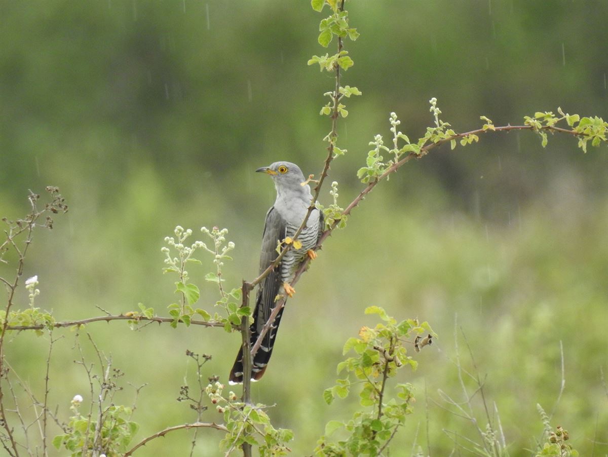 Common Cuckoo