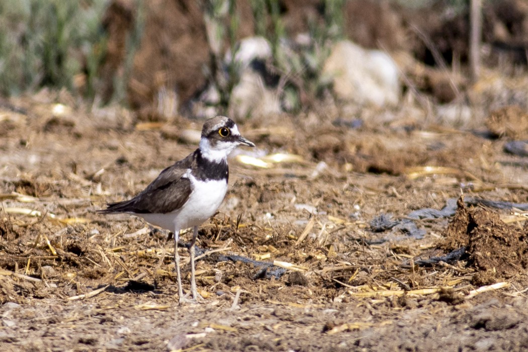 Little Ringed Plover