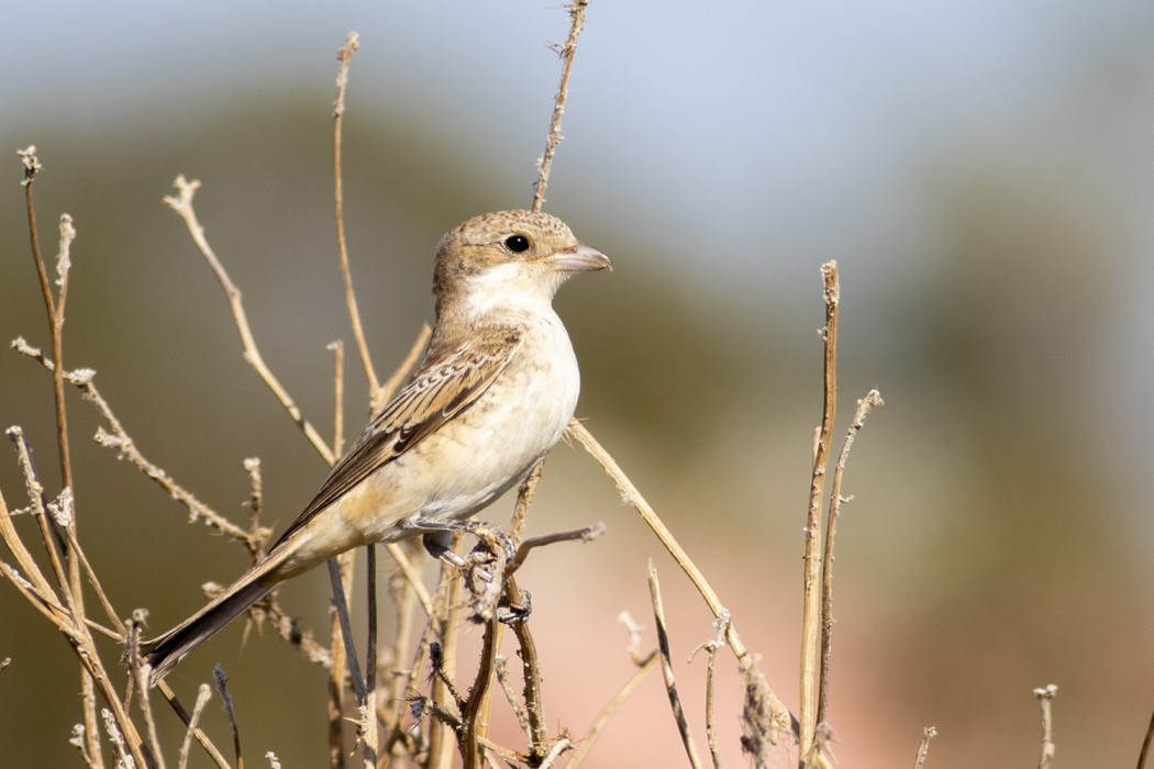 Woodchat Shrike