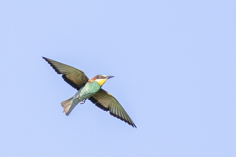 European Bee-eater
