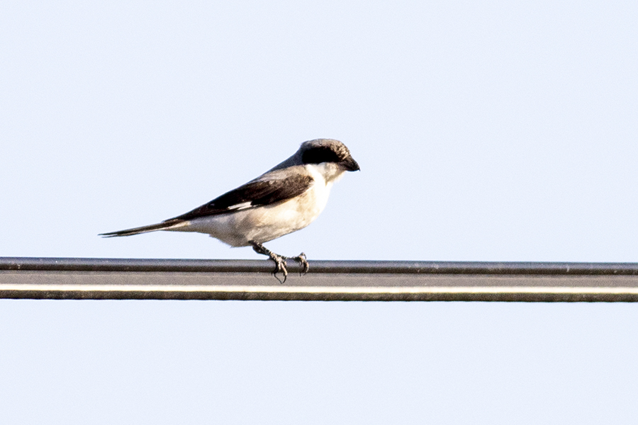 Lesser Grey Shrike