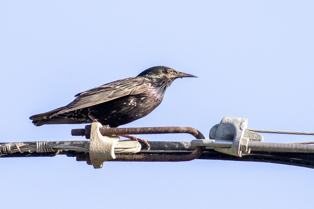 Common Starling