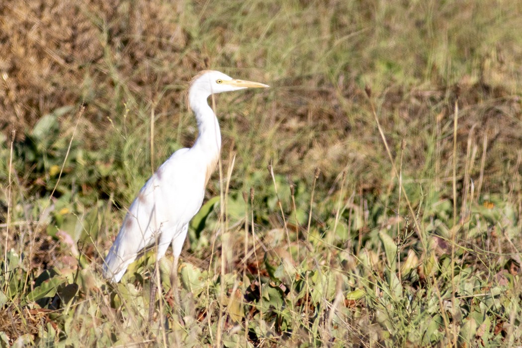 Western Cattle Egret