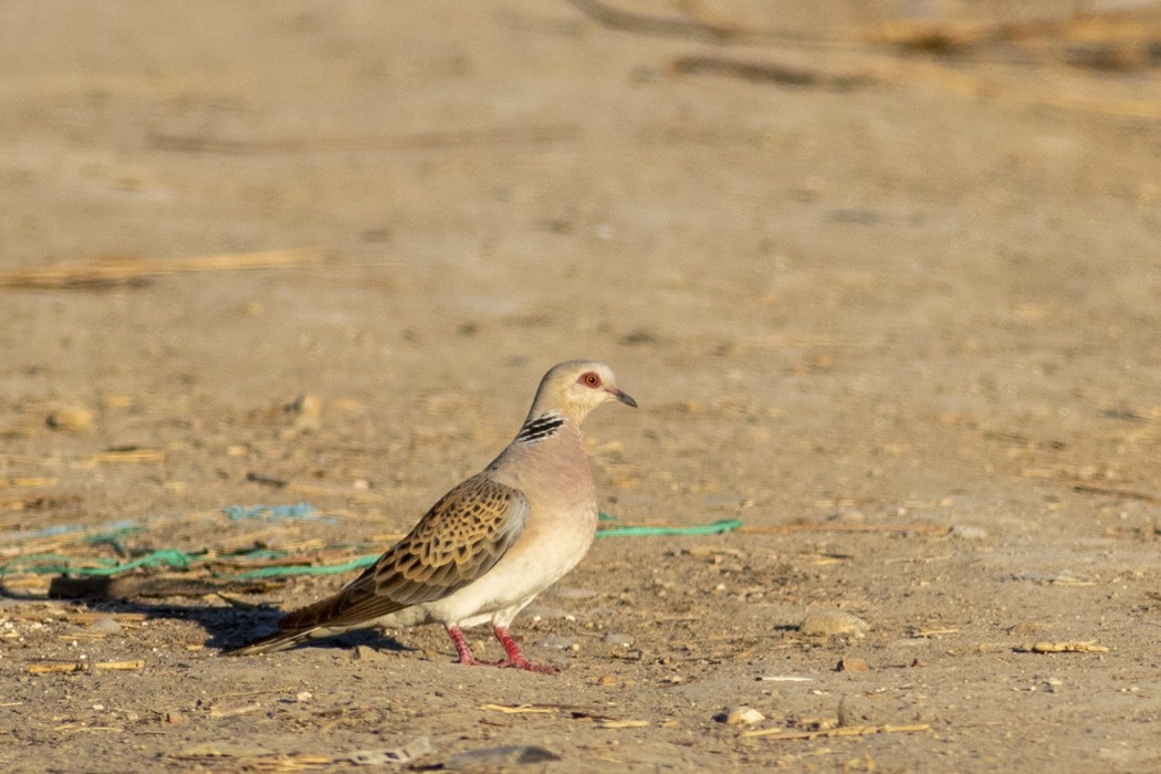 European Turtle Dove