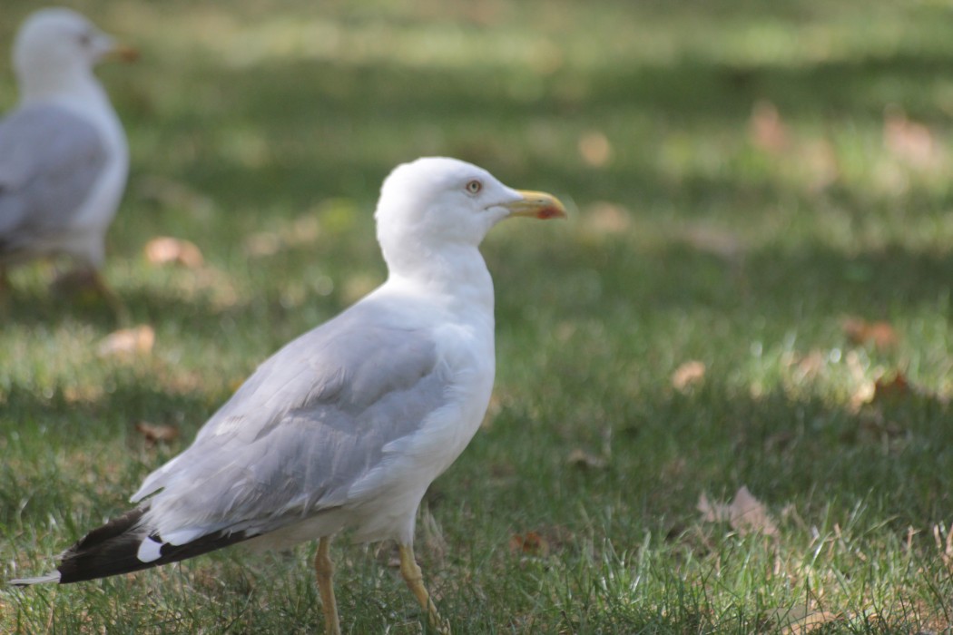 Yellow-legged Gull