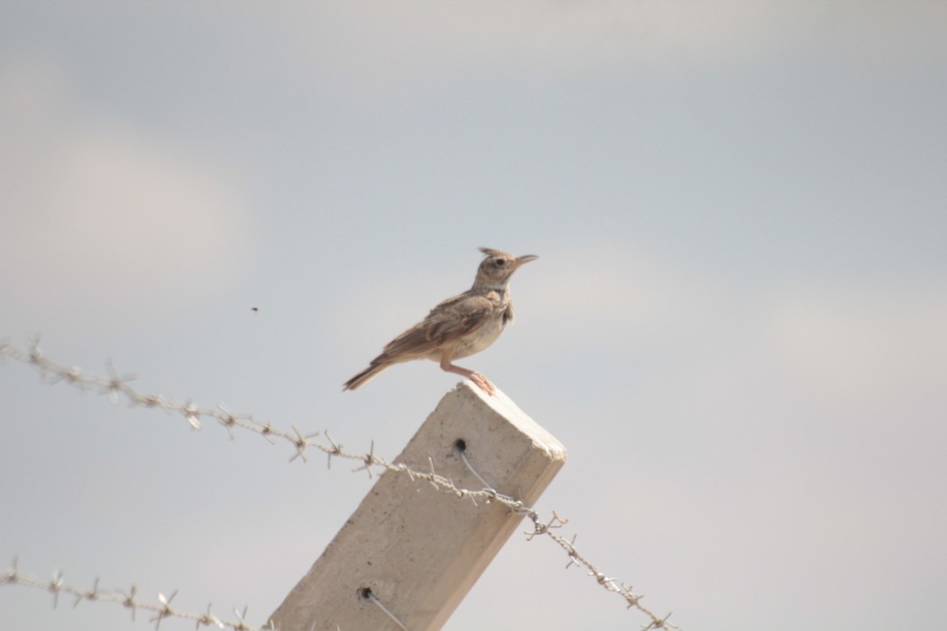 Crested Lark