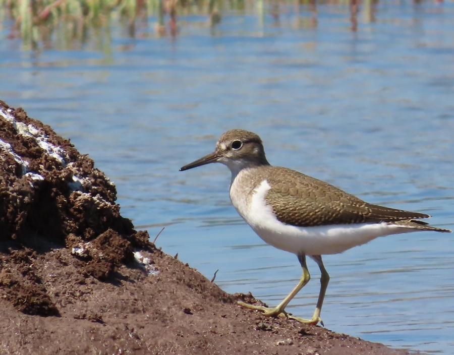 Common Sandpiper