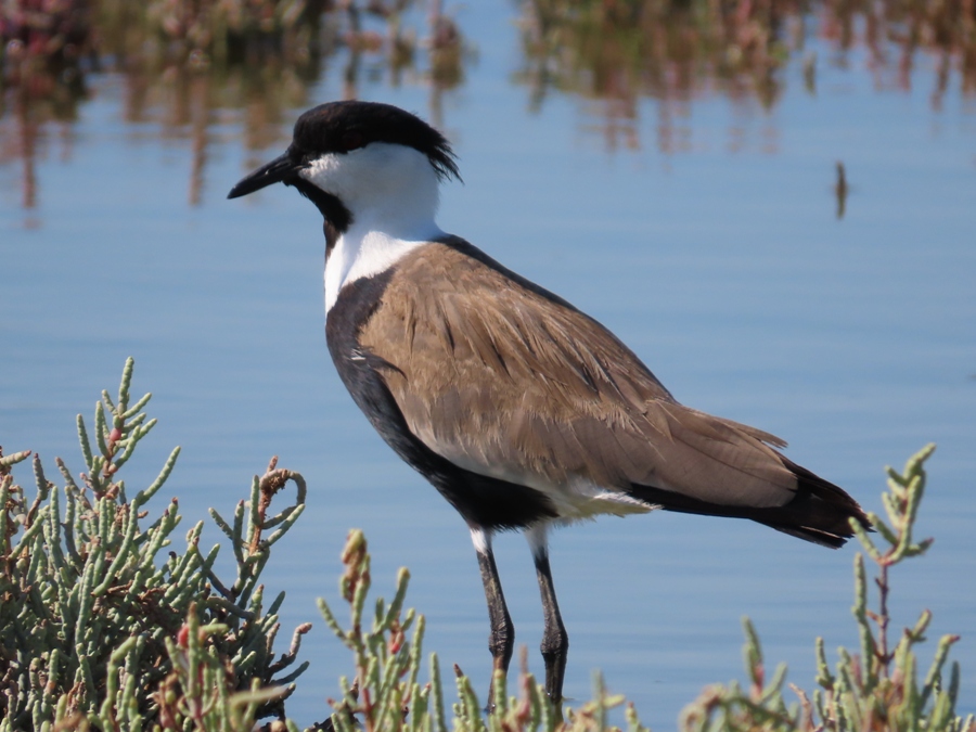 Spur-winged Lapwing
