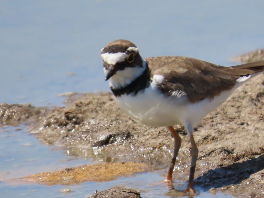 Little Ringed Plover