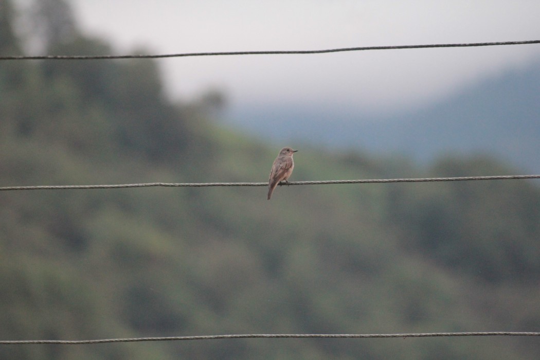 Spotted Flycatcher