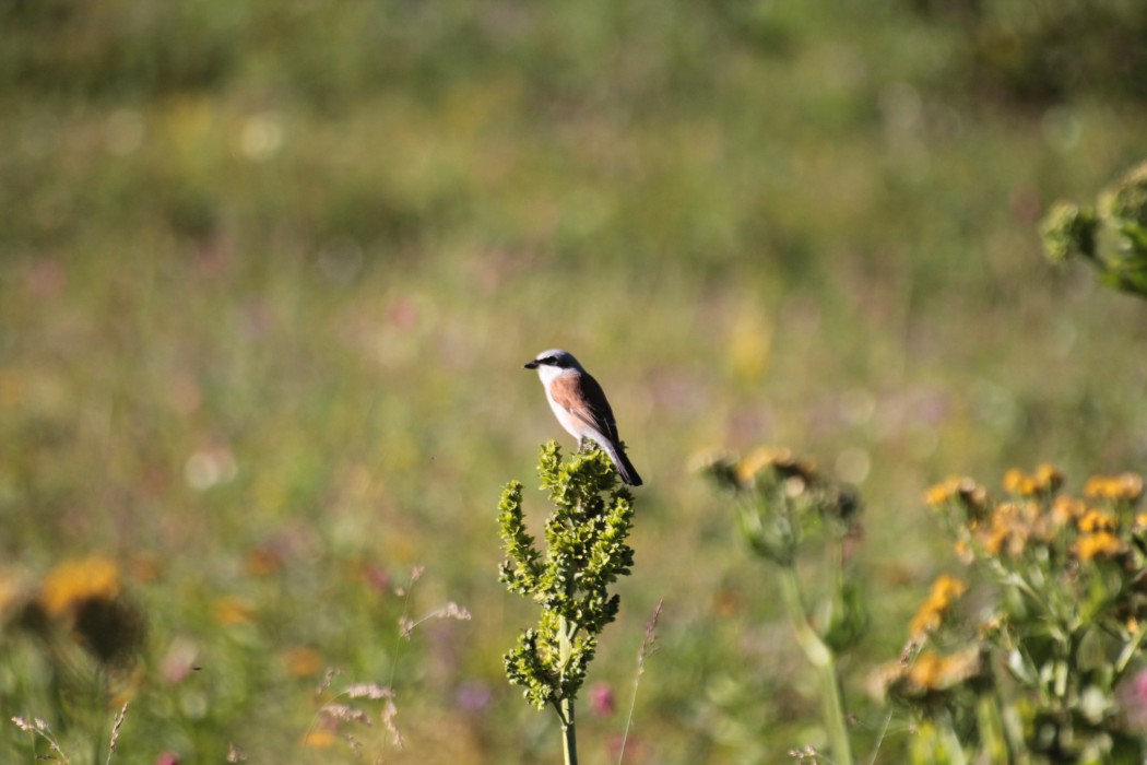 Red-backed Shrike