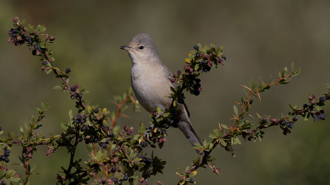 Barred Warbler