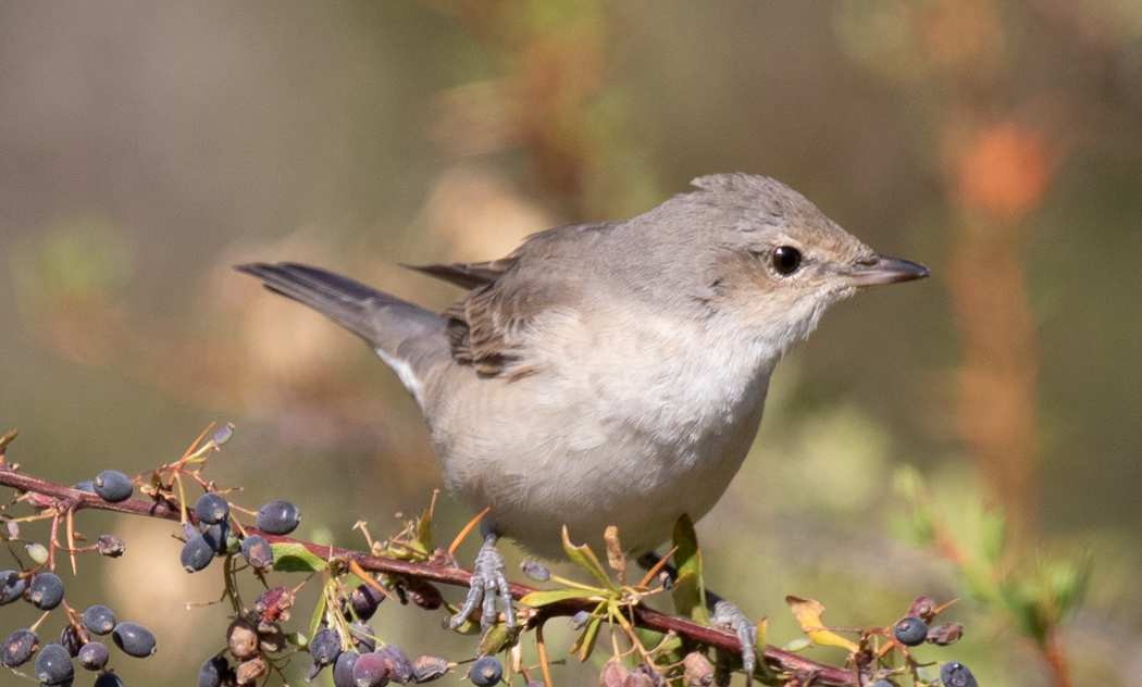 Barred Warbler