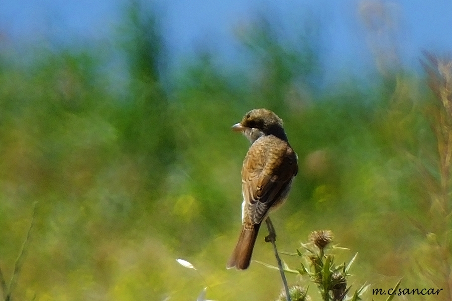 Red-backed Shrike