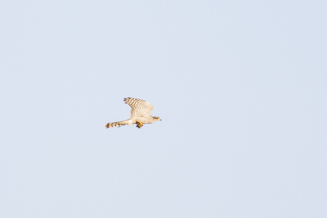 Eurasian Sparrowhawk