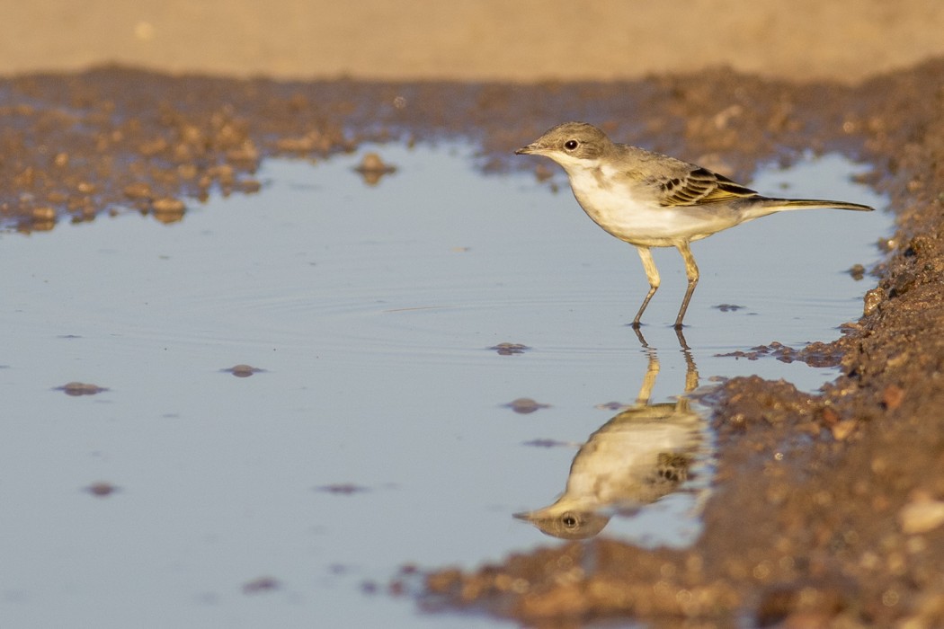 Western Yellow Wagtail