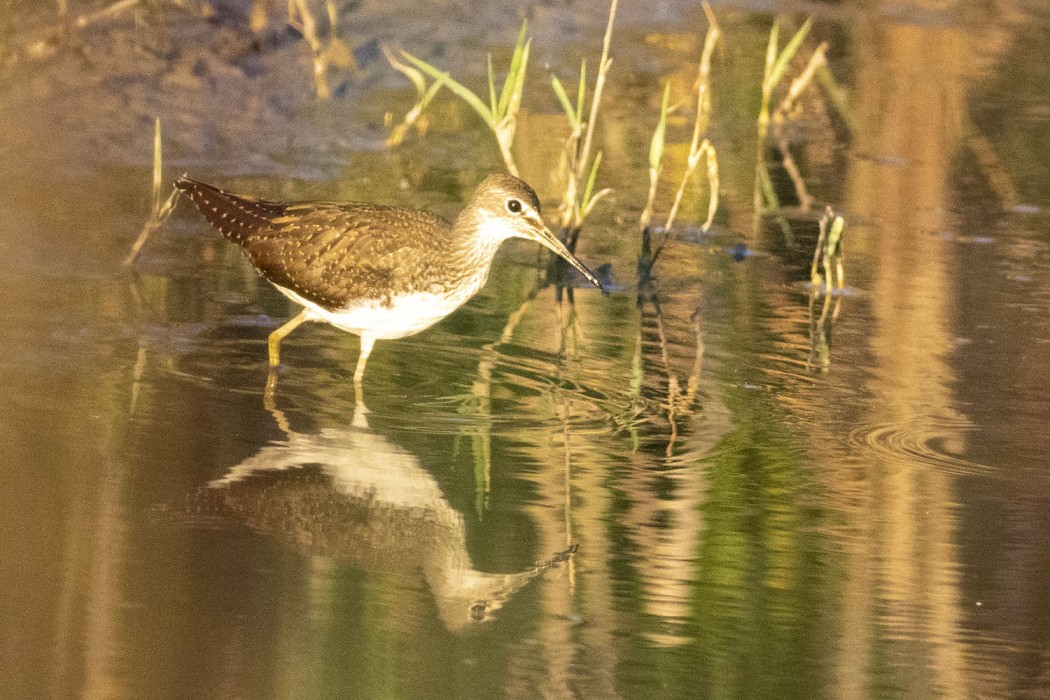 Green Sandpiper