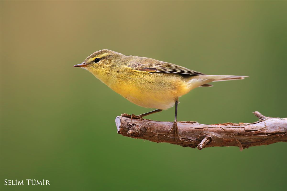 Willow Warbler