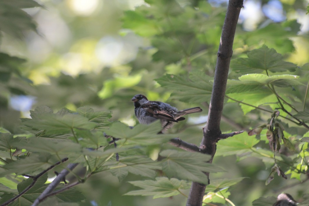 House Sparrow