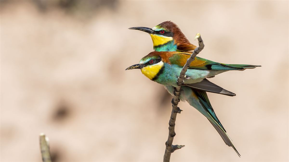 European Bee-eater